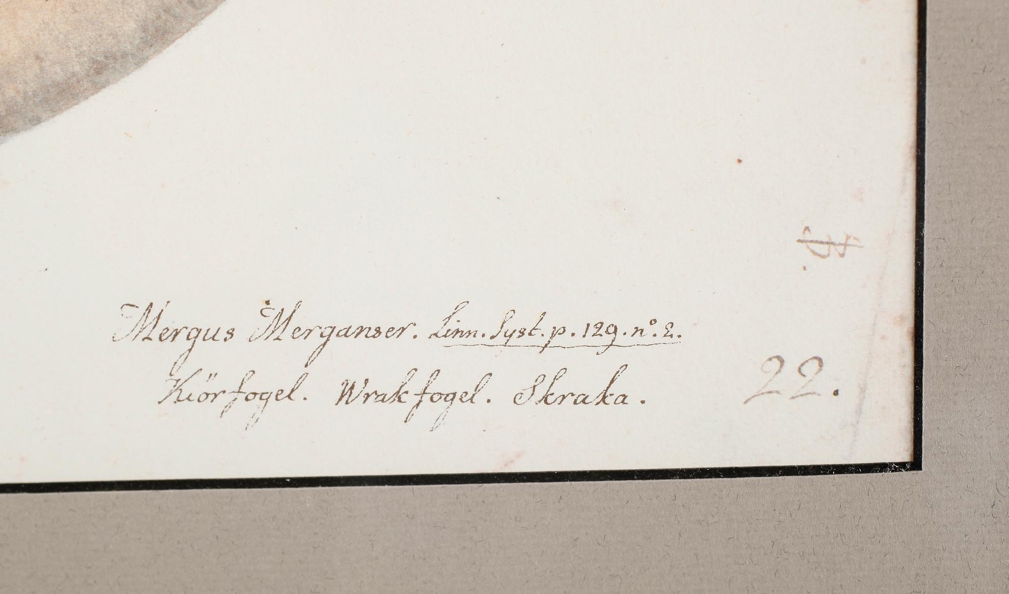RUDBECK, OLOF D.Y, 4 st, Faksimil av fågelplanscher, 1900-talets andra hälft.