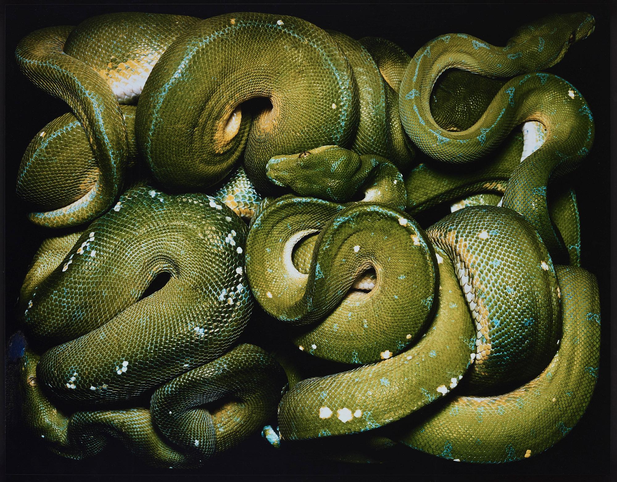 Guido Mocafico, "Morelia Viridis", 2003.