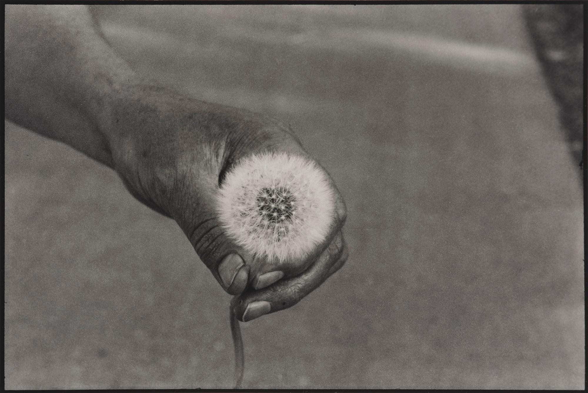Cecilia Edefalk, "Dandelion", 2014.
