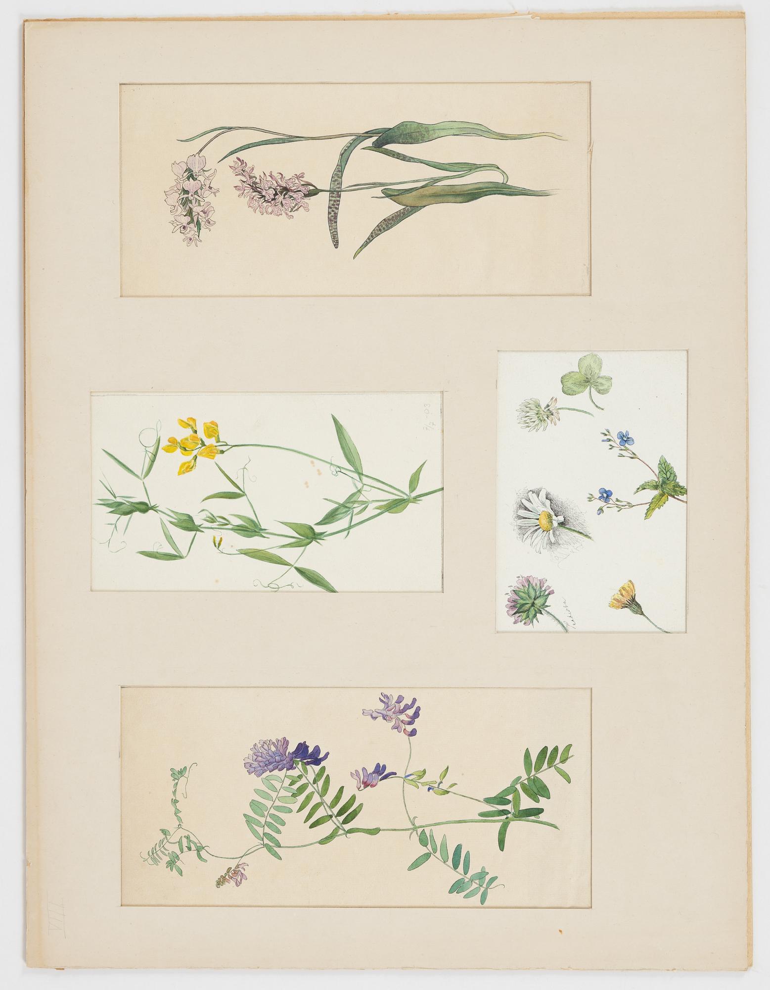 Birger Simonsson, portfolio with 62 drawings. watercolours, pencildrawings.