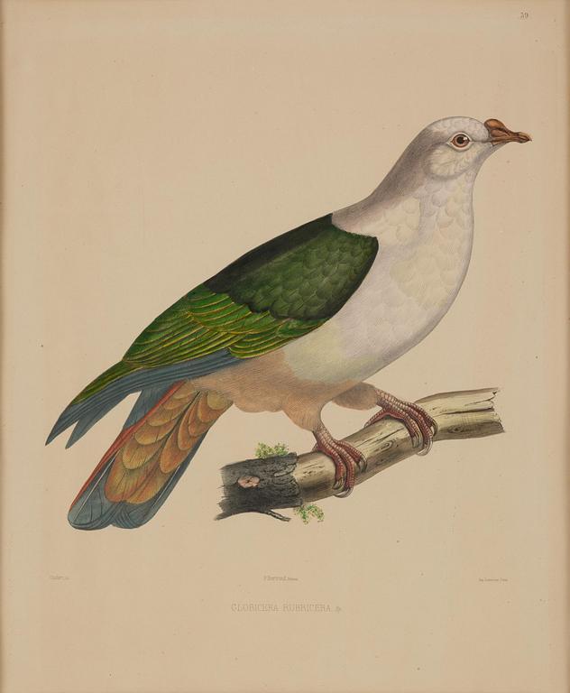 A set of eight plates from "Iconographie des pigeons" by Charles Lucien Bonaparte.