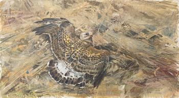 Lars Jonsson, Common buzzard.