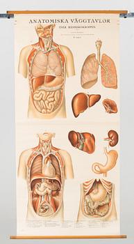 ANATOMISK PLANSCH 1900-talets början.