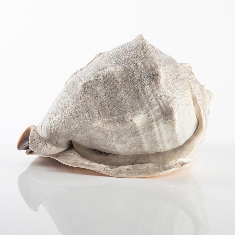 An Italian conch cameo shell, first half of the 19th century.