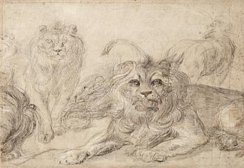 473. Study of lions.