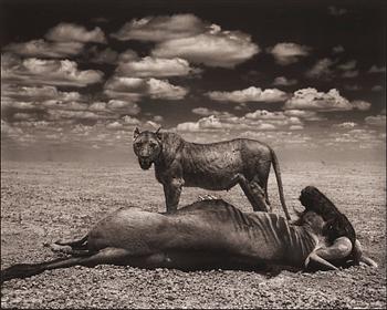 236. Nick Brandt, "Lion and Wildebeest, Amboseli, 2012".