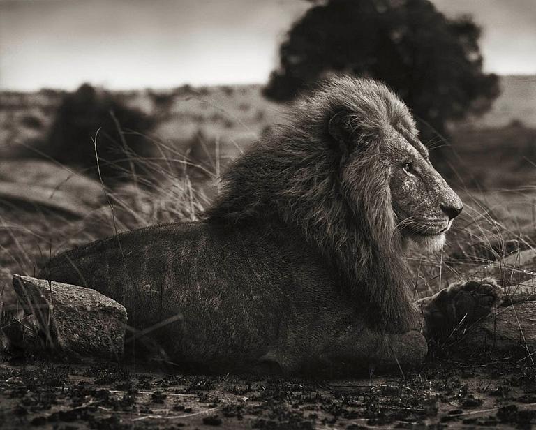 Nick Brandt, "Lion on Burned Ground, Serengeti, 2012".