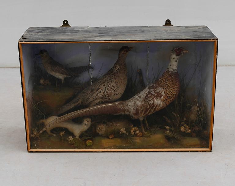 DIORAMA med fåglar, England, 1800-talets andra hälft.