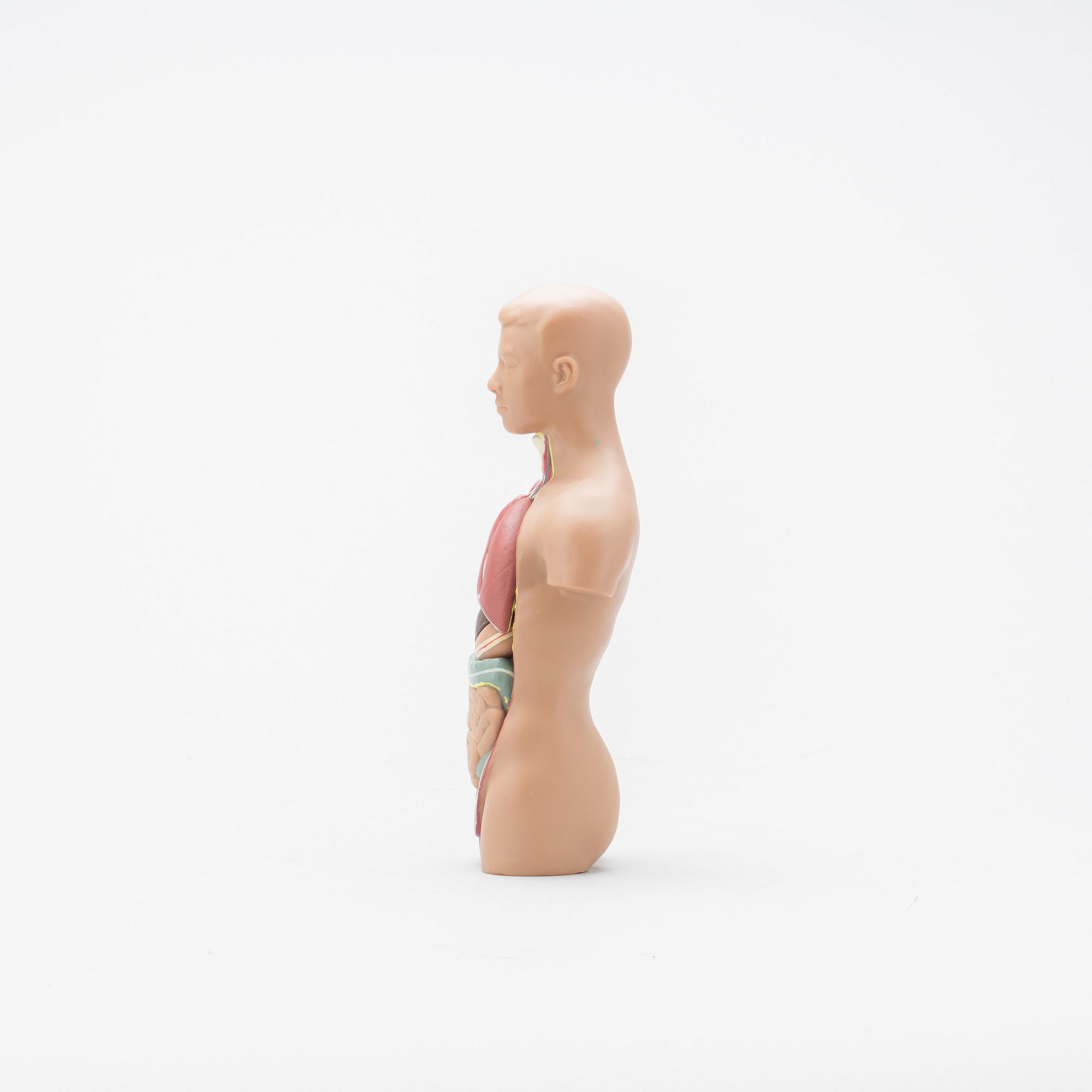 ANATOMISK MODELL, 1900-talets slut.