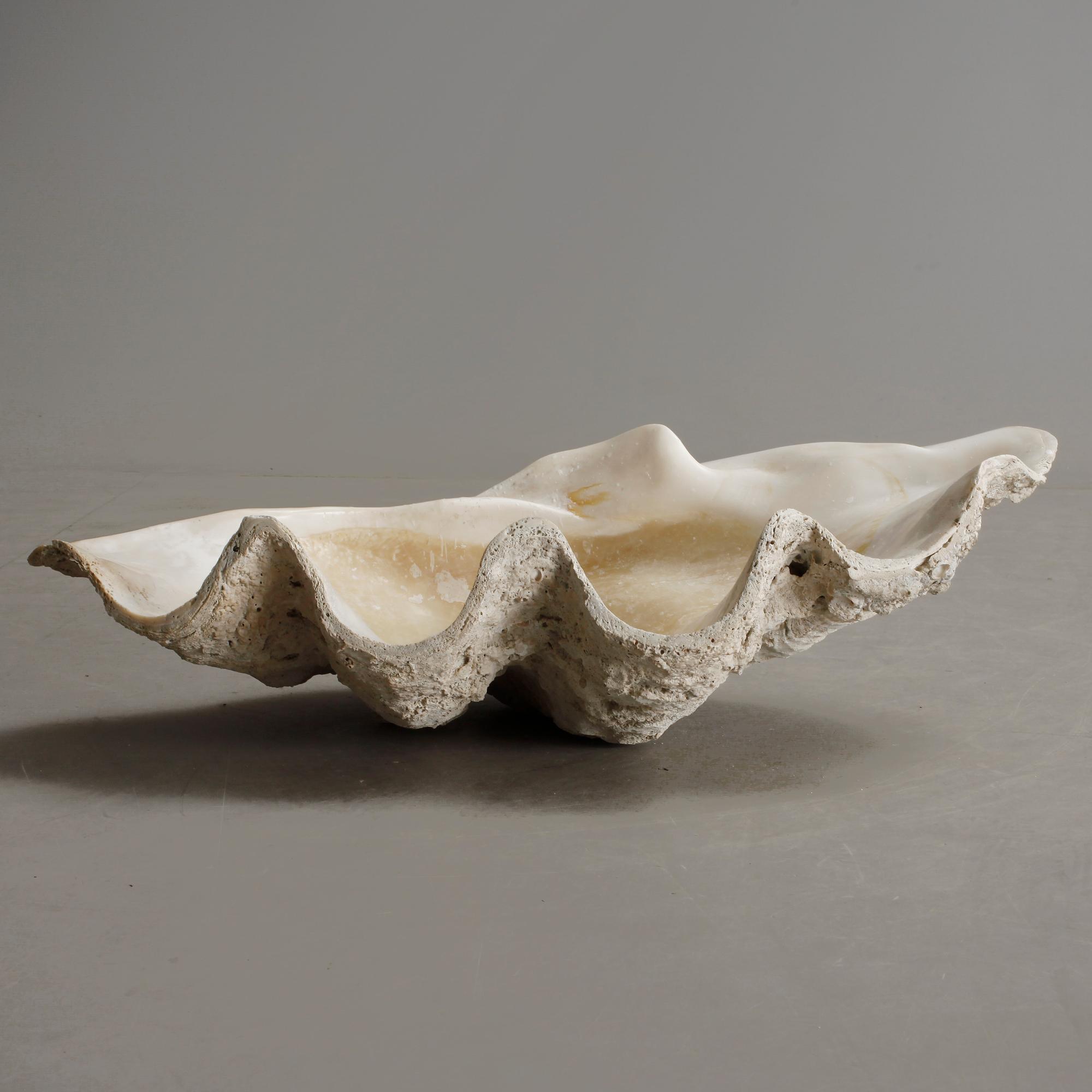 MUSSLA, fossil.