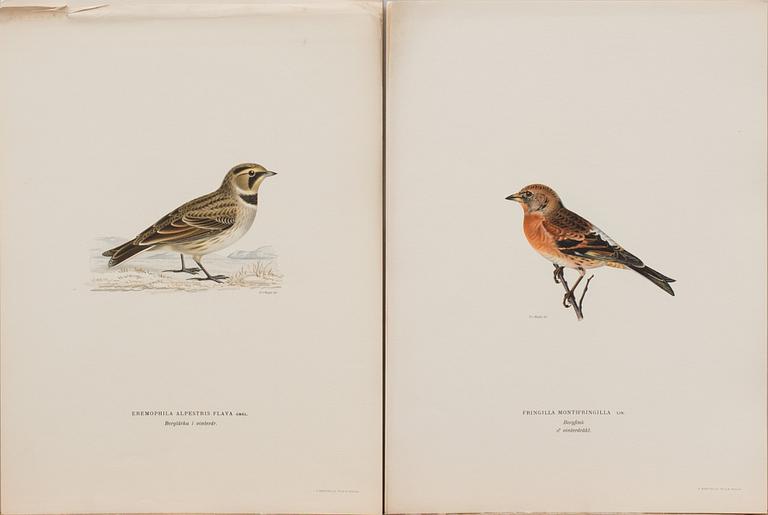 LITOGRAFIER, 41 st, ur "Svenska fåglar", Bror Hallberg, Magnus och Wilhelm von Wright, 1900-talets första hälft.
