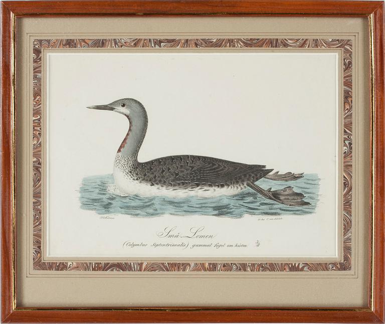 MAGNUS KÖRNER , 2 st, gravyrer, 1800-tal.