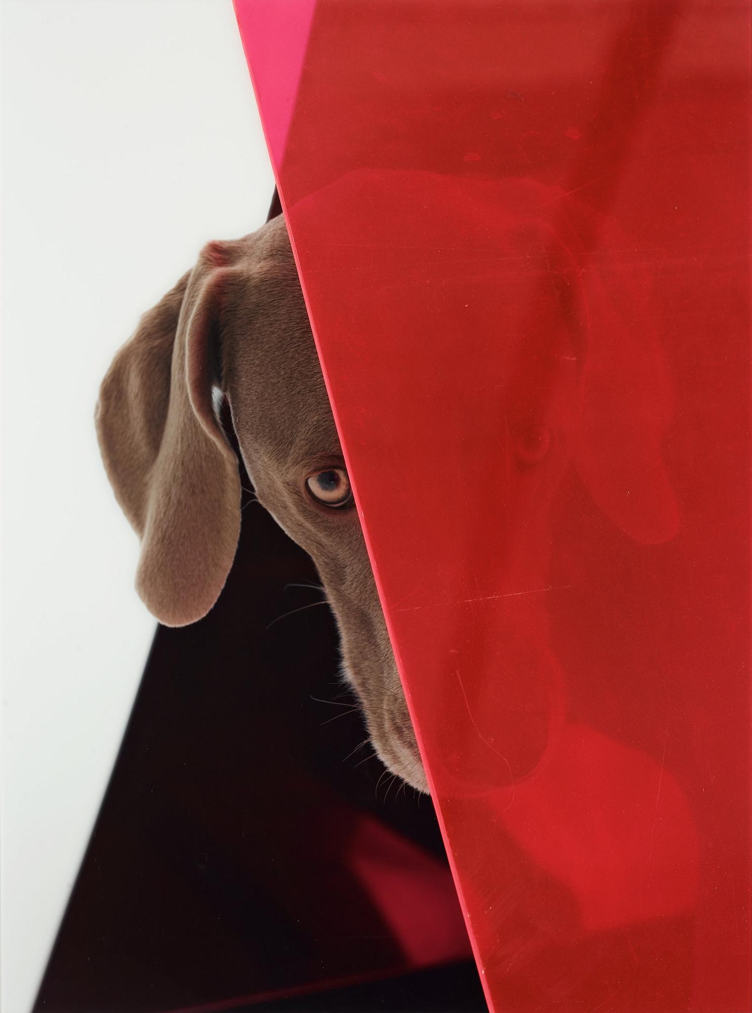 William Wegman, "Slide Rule", 2008.