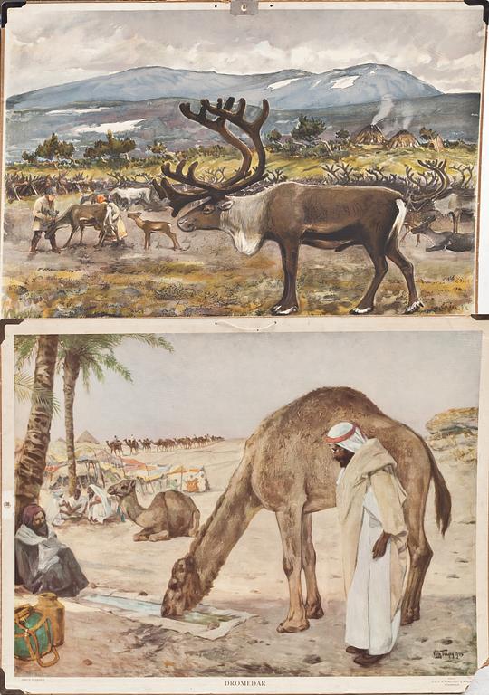 SKOLPLANSCHER, 6 st. 1900-talets mitt.