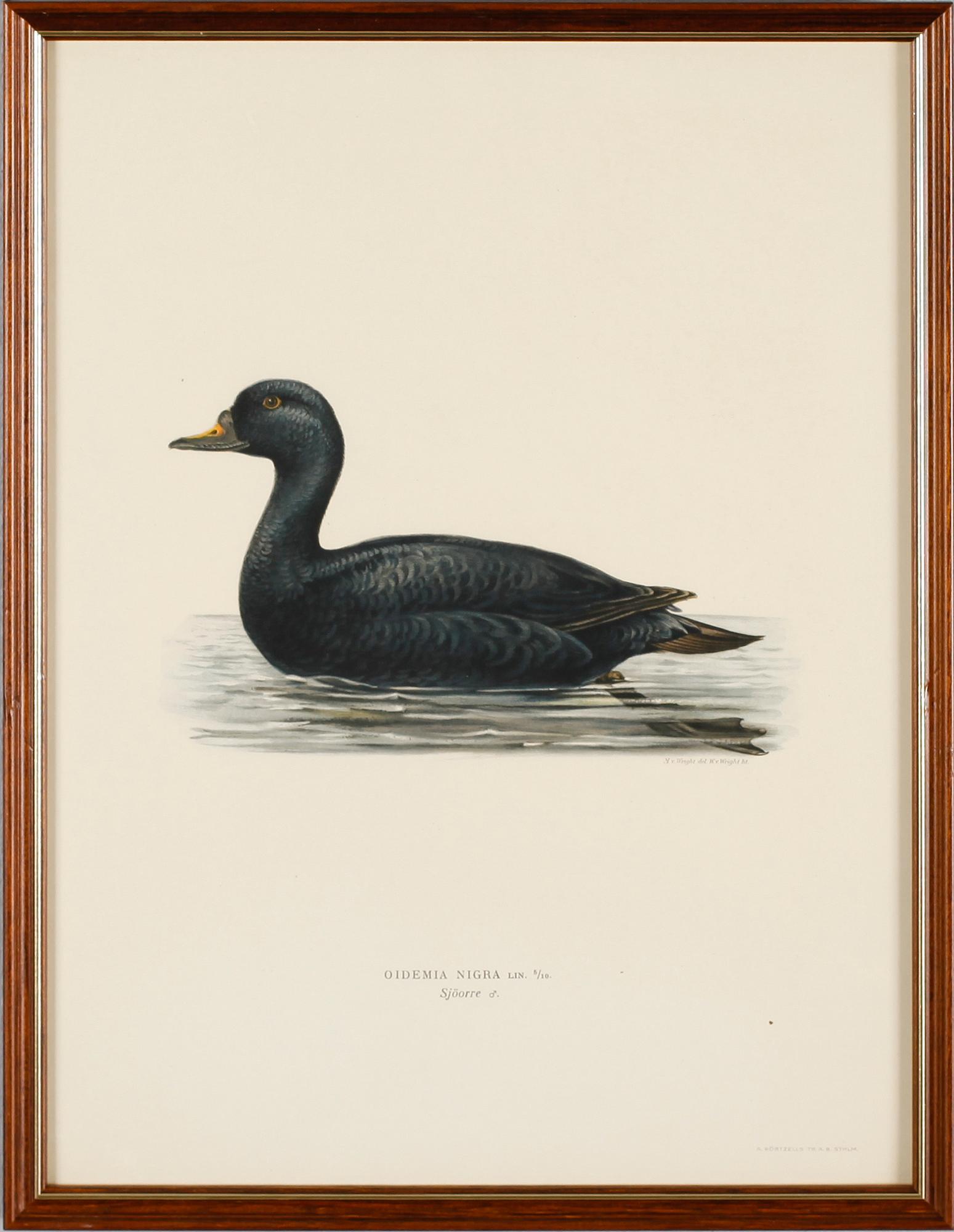 LITOGRAFISKA TRYCK, 13 st, ur von Wrights "Svenska fåglar", A. Börtzells, Stockholm.