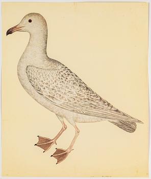 Olof Rudbeck the younger, after, a portfolio and two books, 1985. Numbered 285/1499.