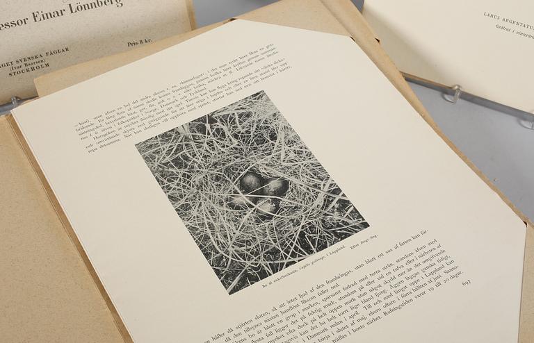 MAGNUS & WILHELM VON WRIGHT, 119 st, litografiska tryck ur "Svenska fåglar", 1900-talets första hälft.