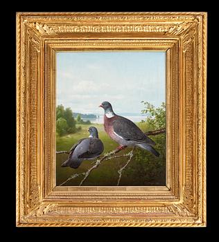 Ferdinand von Wright, PIGEONS.
