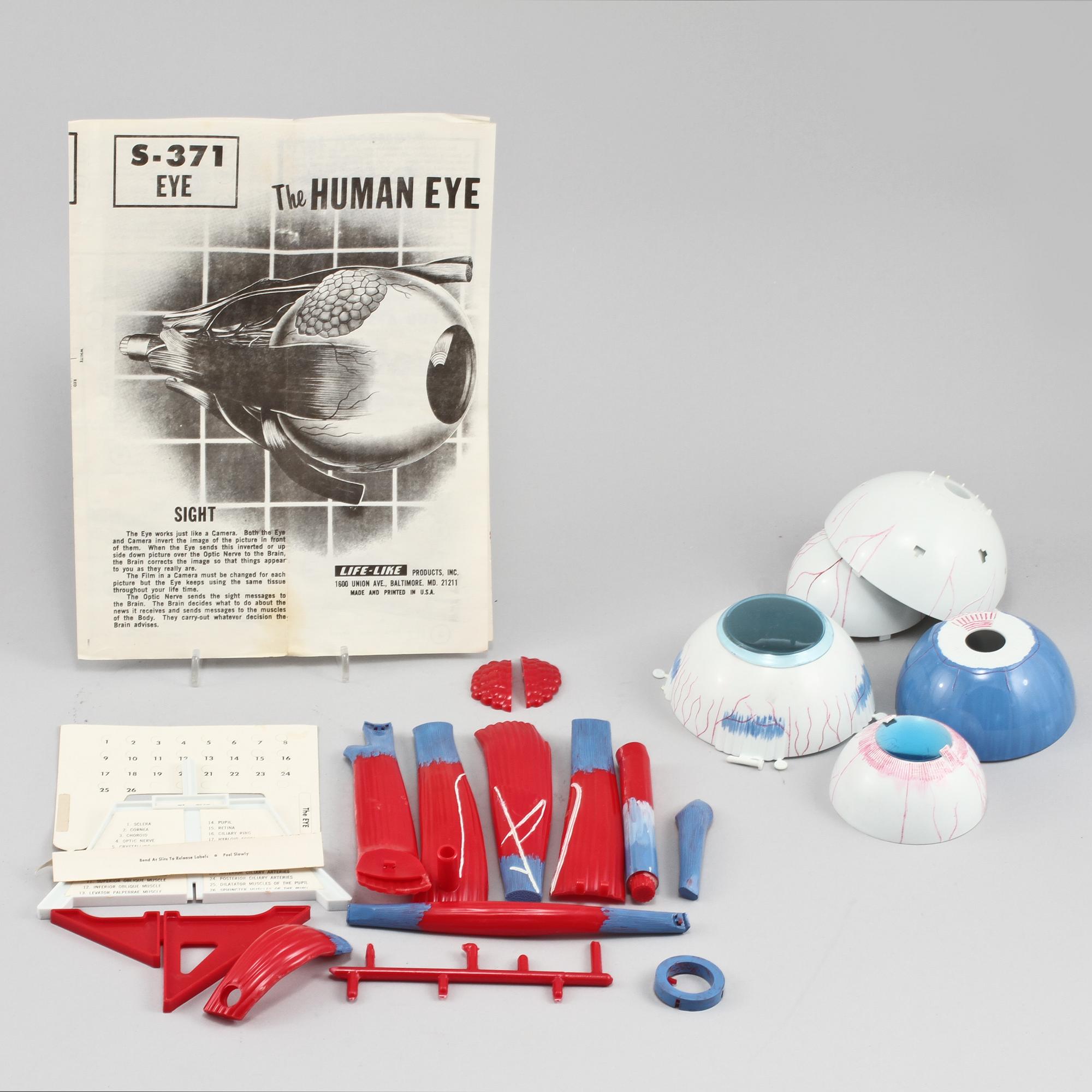 ANATOMIMODELL, plast, 1900-talets andra hälft.