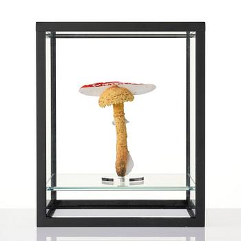 Carsten Höller, "Double Mushroom Vitrine (Once)".