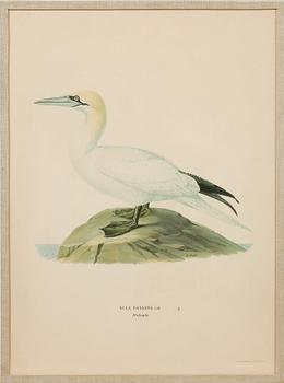 Ten prints from M and W von Wrights book "Svenska fåglar", printed at A. Börtzells in Stockholm, 20th century.