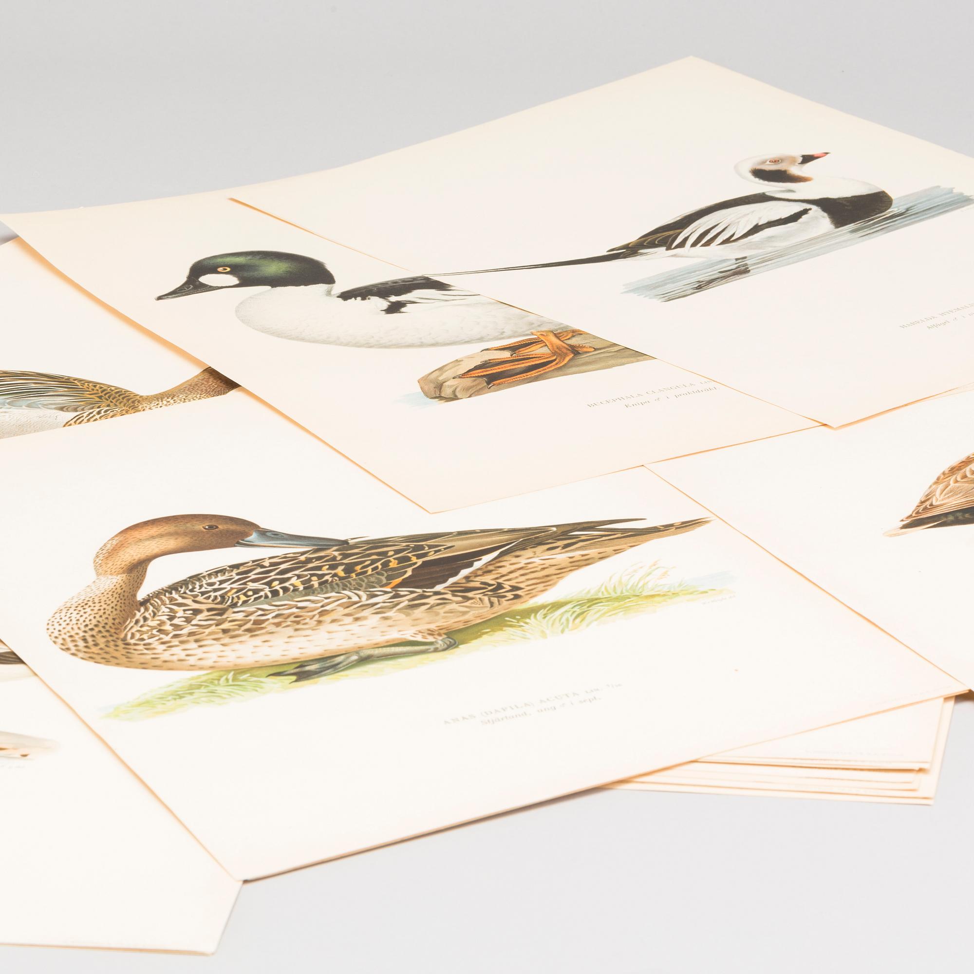 LITOGRAFISKA TRYCK, 28 st, ur M och W von Wrights "Svenska fåglar", A. Börtzells, Stockholm.