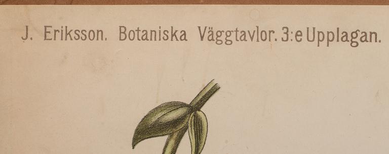 SKOLPLANSCHER, 4 st, 1900-talets andra hälft.