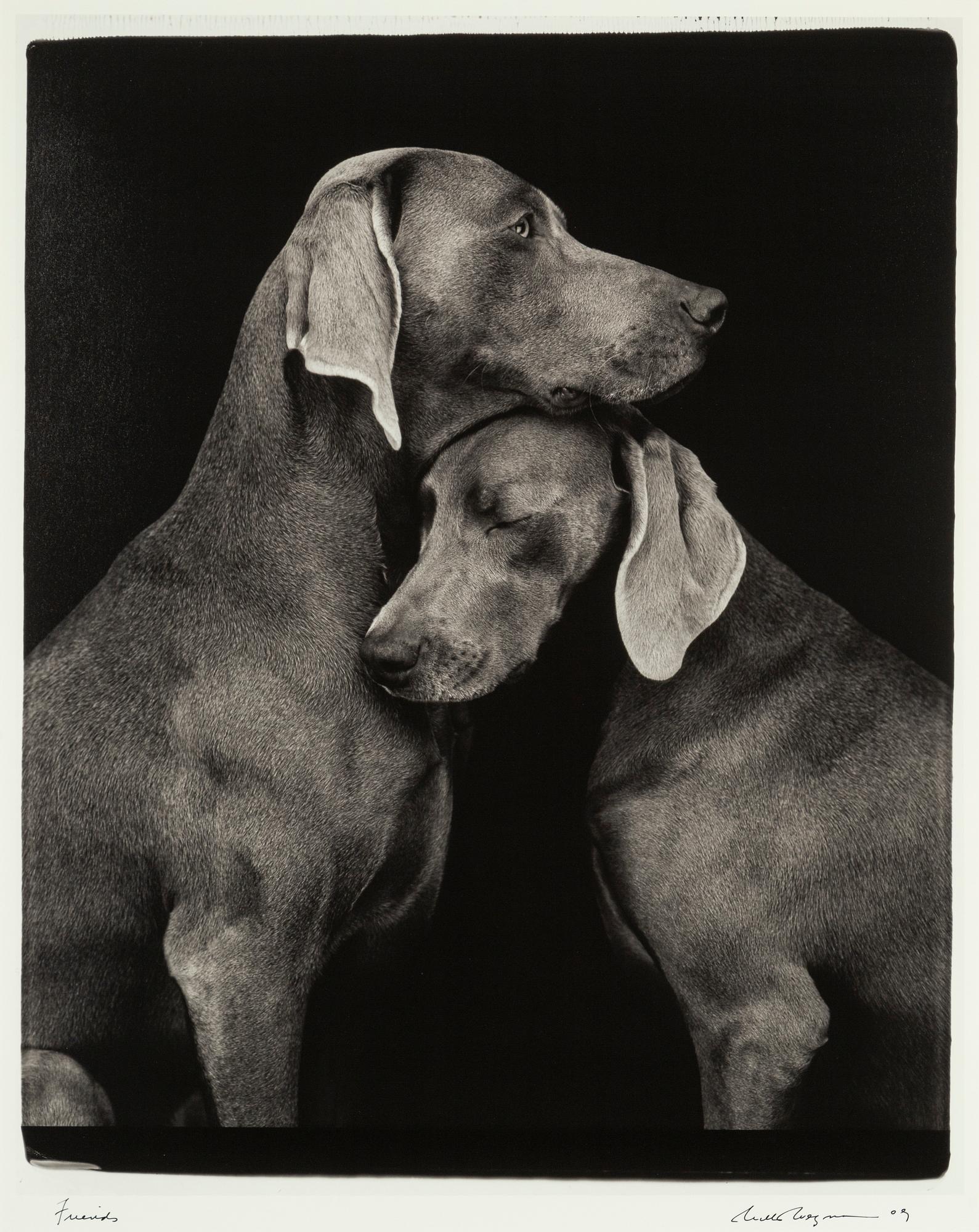 William Wegman, archival pigment print 2009, signed. Numbered 262/1500 verso.
