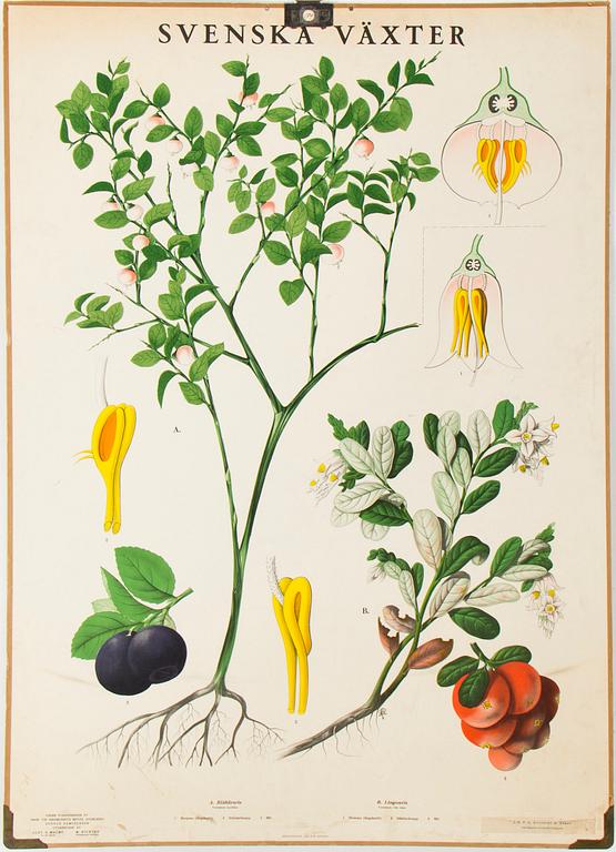 6 teaching posters with animals and plants, around 1950.