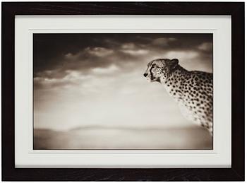 Nick Brandt, "Cheetah Looking Out over Plains, Masai Mara, 2004".