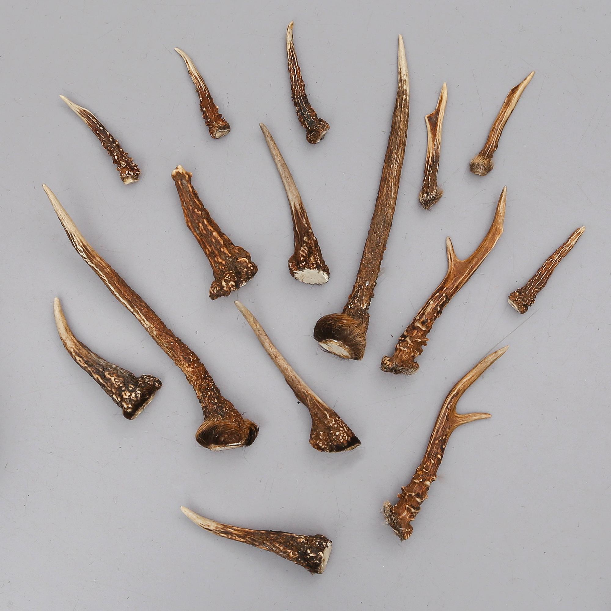 JAKTROFFÉR, 23 st (8+15), 1900-tal.