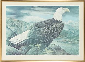 Basil Ede,  "Bald Eagle".