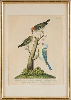 JOHANN ERNST CHRISTIAN WALTER, kolorerade gravyrer, 4st.