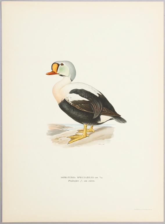 LITOGRAFISKA TRYCK, ca 30 st, ur M och W von Wright, Svenska fåglar.