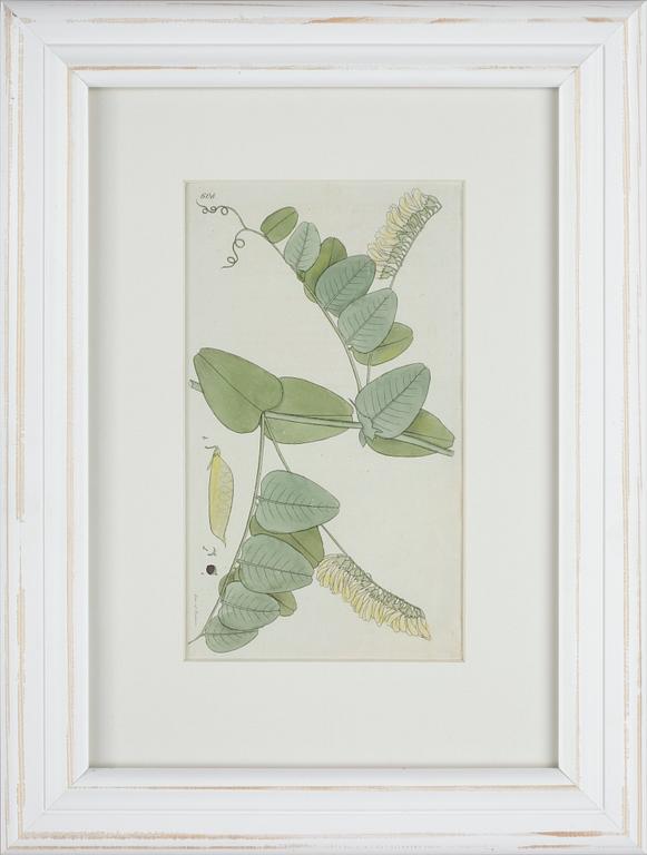 JOHAN WILHELM PALMSTRUCH, 6 st, handkolorerade kopparstick, 1800-talets första hälft.