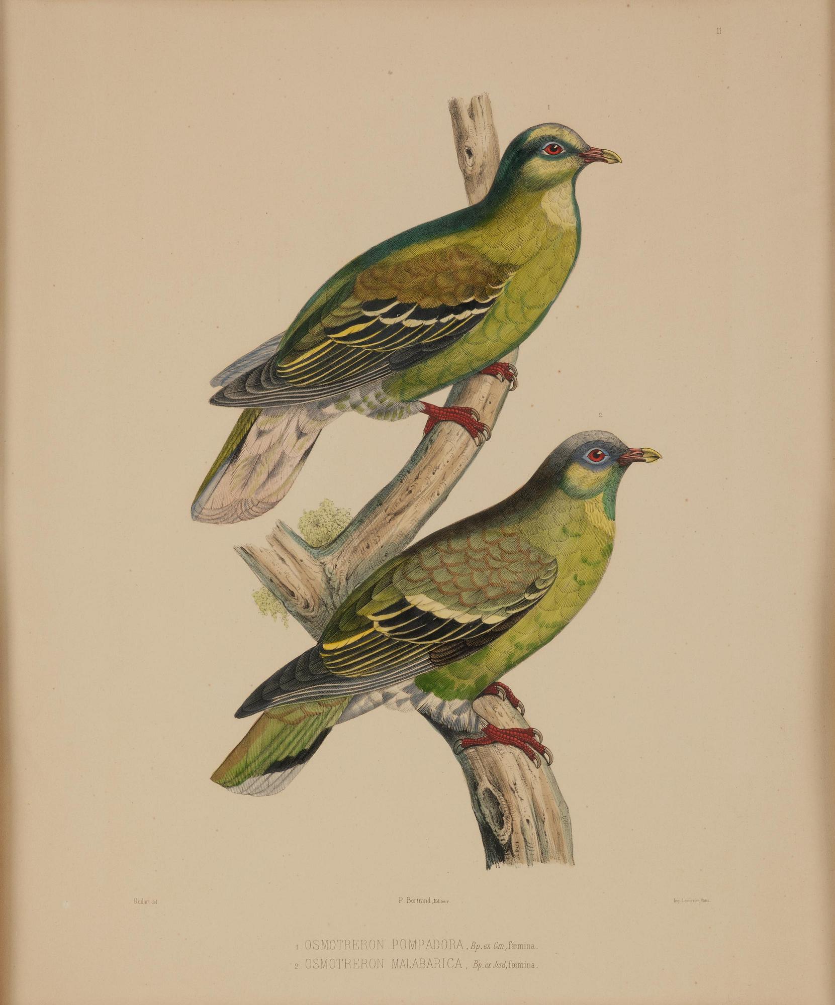 A set of eight plates from "Iconographie des pigeons" by Charles Lucien Bonaparte.