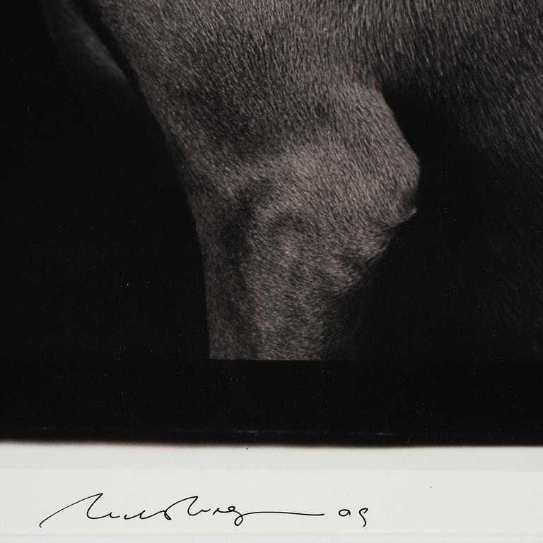 William Wegman, "Friends".