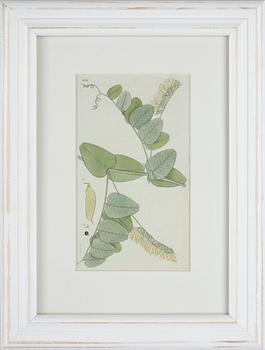 JOHAN WILHELM PALMSTRUCH, 6 st, handkolorerade kopparstick, 1800-talets första hälft.