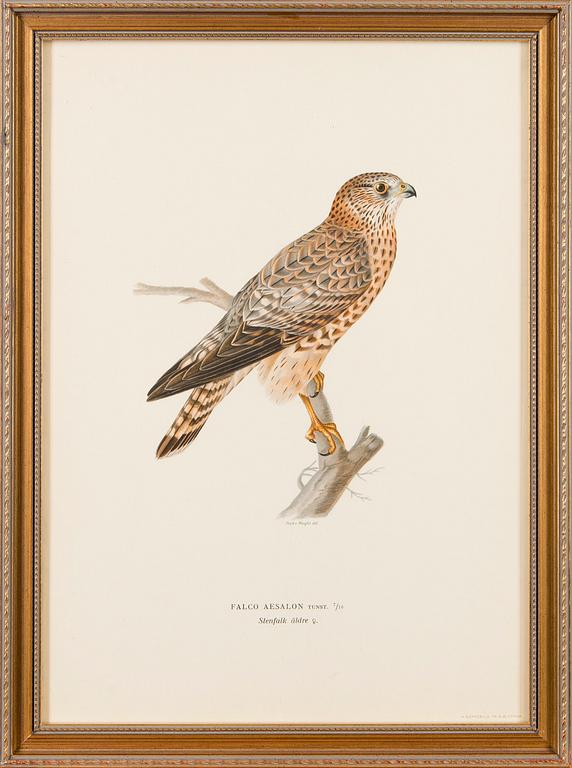 LITHOGRAPHS, 5 pcs, after Wilhelm von Wright and Bror Hallberg. A. Börtzell, Stockholm.