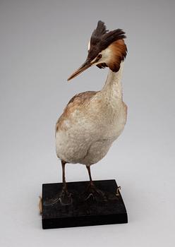 SKÄGGDOPPING, (Podiceps cristatus),1900-talets början.