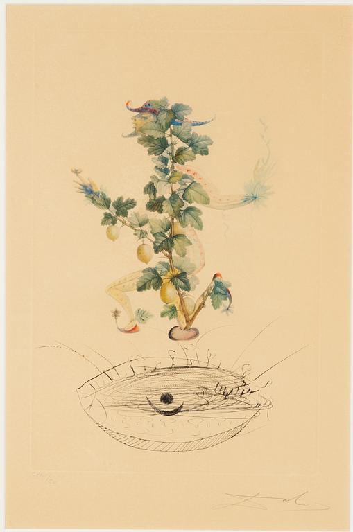 Salvador Dalí, photo lithograph in colours & engraving, 1969, signed CXXIII/CL.