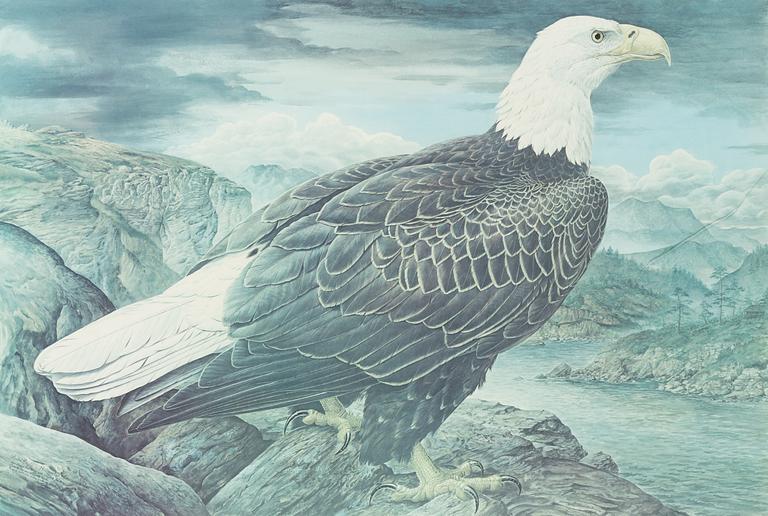 Basil Ede,  "Bald Eagle".
