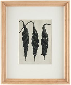 Karl Blossfeldt, "Urformen der Kunst", 1928 (22 parts).