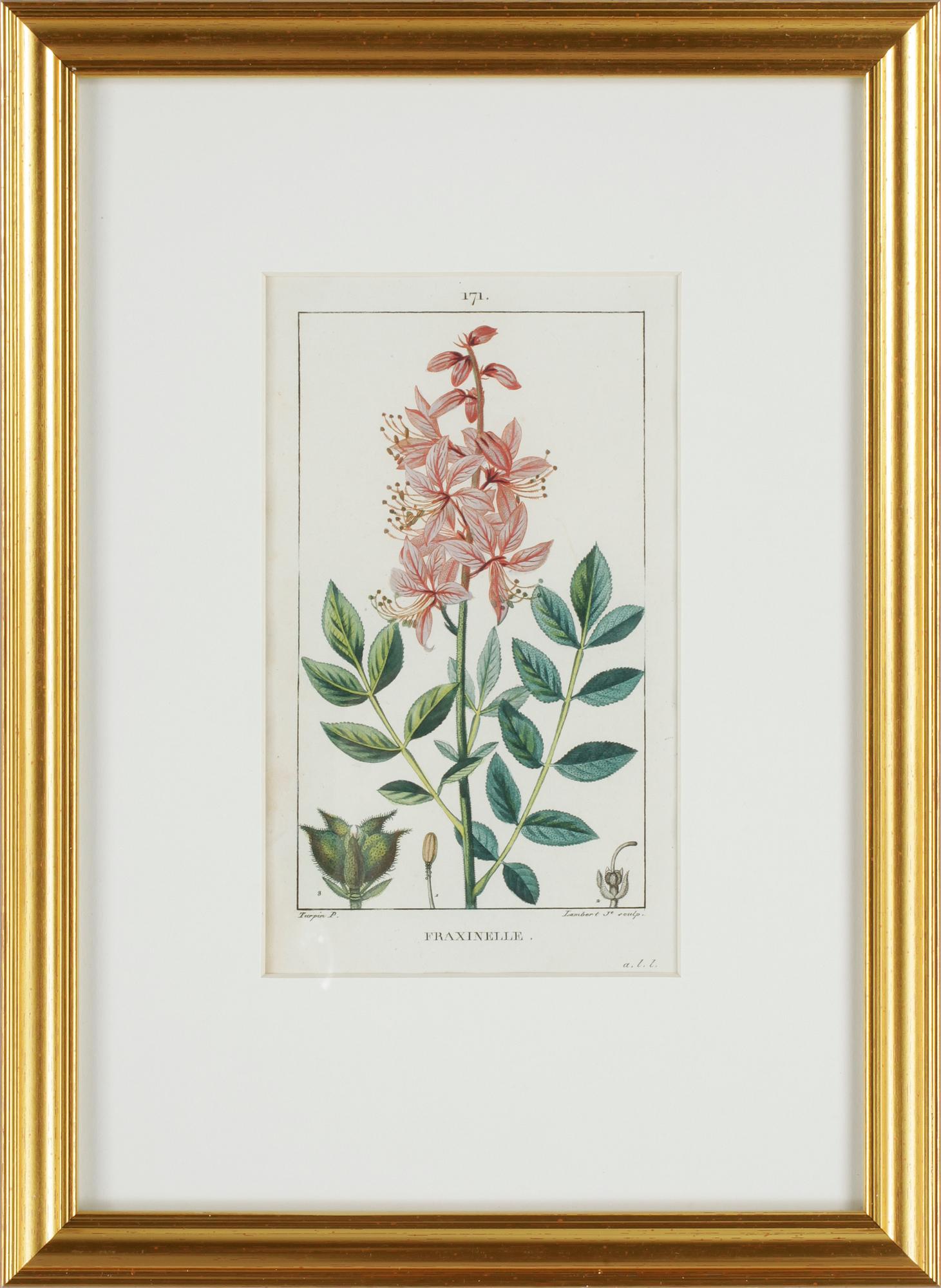 HANDKOLORERADE GRAVYRER, 6 st ur "Flore Médicale" av P.J.F.Turpin mfl, Paris 1814-1818.