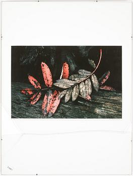 HANS HAMMARSKIÖLD, cibachrome fotografi, signerad, numrerad 8/25, 1976.