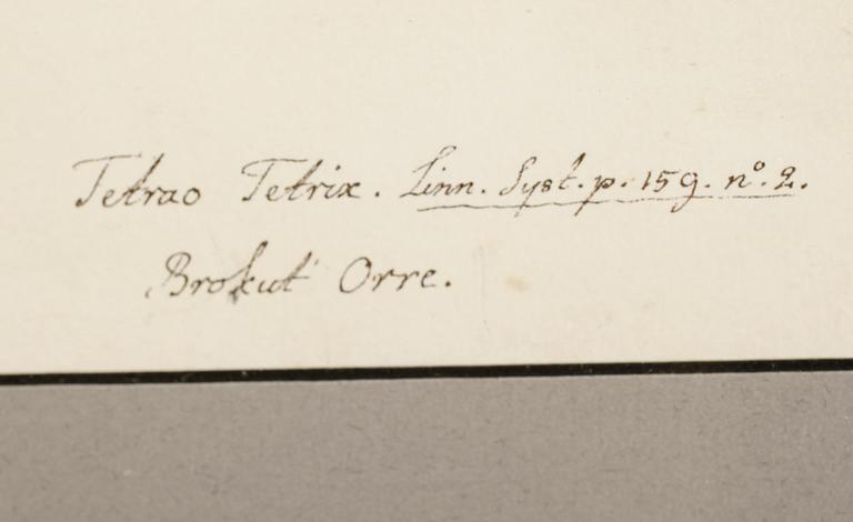 RUDBECK, OLOF D.Y, efter, 5 st, Faksimil av fågelplanscher, 1900-talets andra hälft.