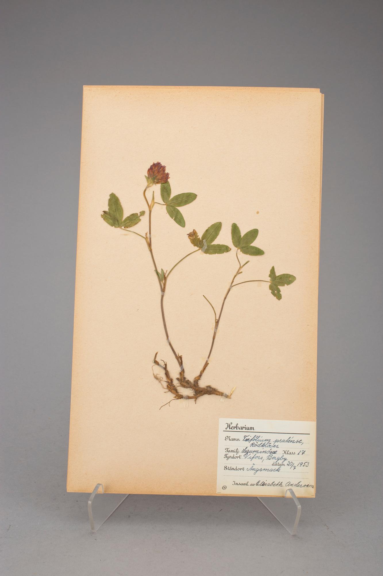 HERBARIUM, 2 st, 1940-tal.