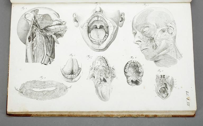 BOK, G H R Loders, "Tabulae Anatomicae Splanchologia", omkr år 1800.