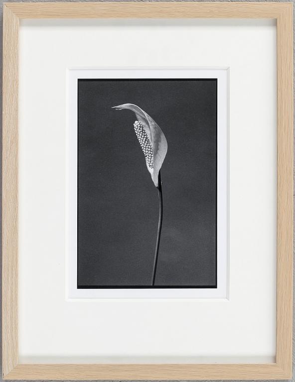 DAWID (BJÖRN DAWIDSSON), fotografi, signerad a tergo.