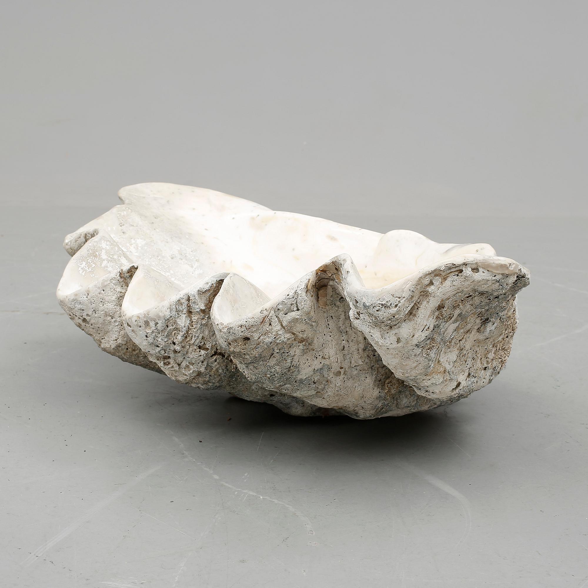 MUSSLA, fossil.